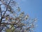 Cotton like seeds on a kapok tree against a bright blue sky