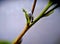 Cotton mealybug and ant fighting on the plant.