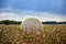 Cotton module in a field