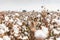 Cotton picker harvesting a field in Komotini, Greece