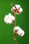 Cotton plant