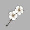 Cotton Plant Branch With Blooming Flowers Vector