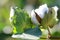 Cotton Plant Closeup Backlit by the Warm Summer Sun