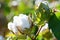 Cotton Plant Closeup with multiple Bolls