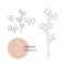 Cotton plant drawn in a minimalistic style by line. Part of the collection of dried flowers. Editable line.