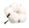 Cotton plant flower isolated