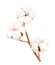 Cotton plant flower isolated