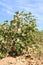 Cotton plant at irrigation ditch