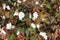 Cotton plantation in the central Greece plain before harvest