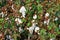 Cotton plantation in the central Greece plain before harvest