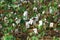 Cotton plantation in the central Greece plain before harvest