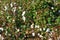 Cotton plantation in the central Greece plain before harvest