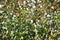 Cotton plantation in the central Greece plain before harvest