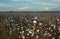 Cotton plantation in the farm