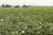 Cotton plantation in flower