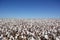 Cotton plantation ready to be harvested.