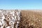 Cotton plantation ready to be harvested.