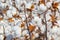 Cotton plantation ready to be harvested.