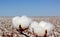 Cotton plantation ready to be harvested.