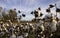 Cotton plants in bloom