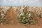 Cotton plants in field