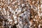 Cotton plants ready for harvesting on a field in Central California