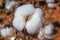 Cotton plume ready to be harvested.