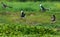 Cotton Pygmy-goose, Nettapus coromandelianus, migratory birds,