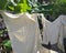 Cotton rags drying on a clothesline in tropical garden. Hanging domestic washing, cotton fabric and clothes in the French West