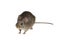 Cotton Rat on white