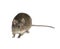 Cotton Rat on white