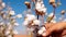 Cotton is ready for harvest in a cotton field.