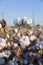 Cotton ready for picking