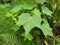 Cotton rose's leaves are light green and look like star shape.