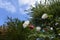 Cotton rosemallow flowers