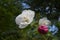 Cotton rosemallow flowers