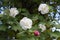 Cotton rosemallow flowers