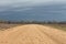 Cotton seed field in Mississippi