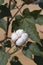 Cotton seed pods