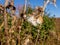 cotton seedpod in autumn close up