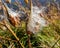 cotton seedpod in autumn close up