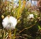 cotton seedpod in autumn macro