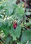 Cotton stainer or red cotton milkweed bug with black stripes hanging from leaf