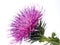 The Cotton Thistle flower