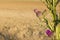 Cotton thistle flowers