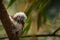 Cotton-top tamarin