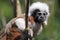 Cotton-top tamarin