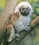 Cotton-top Tamarin 5