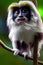 Cotton-top Tamarin Animal. AI Generated.