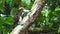 Cotton-top Tamarin climb on a tree